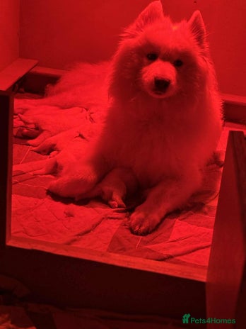 Samoyed dogs KC reg. Samoyed puppies with champ bloodline - Advert 1