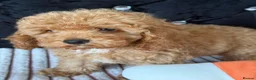 Maltipoo dogs for sale: Beautiful Maltipoo Puppies – Ready NOW - Advert 14