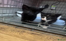 Mixed Breed cats for sale: Beautiful Kittens Ready now  - Image 14