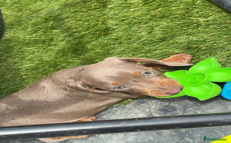 Miniature Dachshund dogs - Advert 2