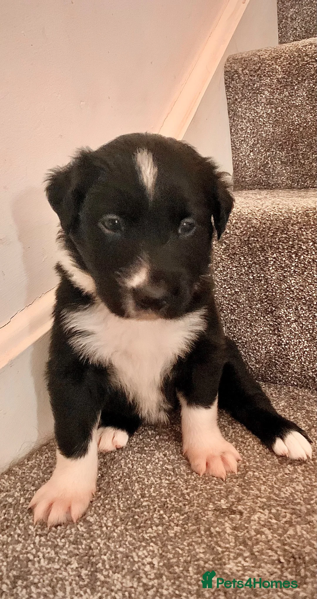 Border Collie dogs for sale: Pure border collie pups - Advert 2