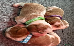 Cavalier King Charles Spaniel dogs for sale: Fully Health Tested Male CKCS Puppies - Image 5