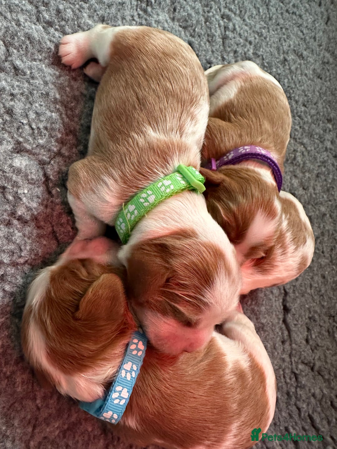 Cavalier King Charles Spaniel dogs for sale: Fully Health Tested Male CKCS Puppies - Image 5