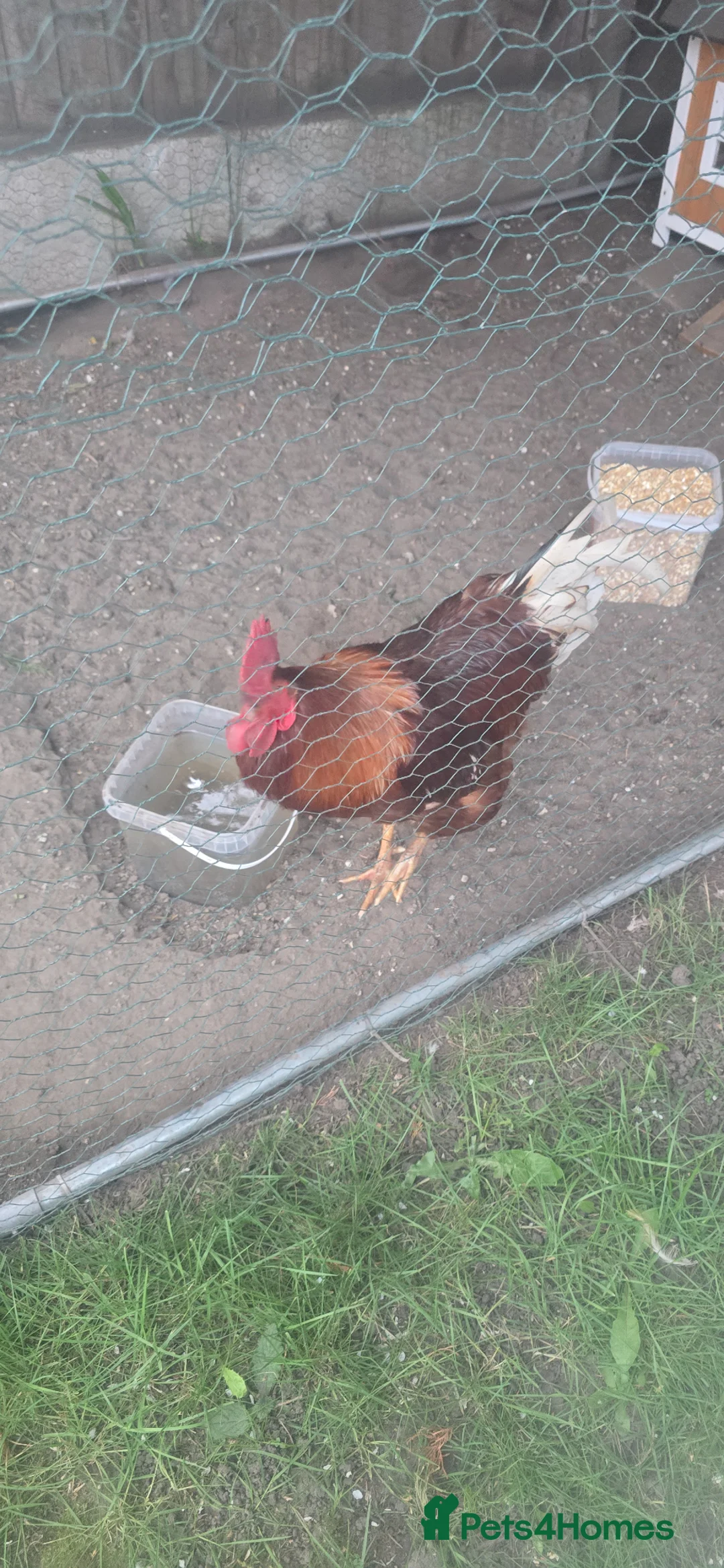 Chickens poultry for sale: 2 Male Gold Line Chickens - Advert 1