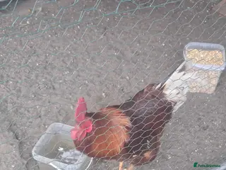 Chickens poultry 2 Male Gold Line Chickens - Advert 1