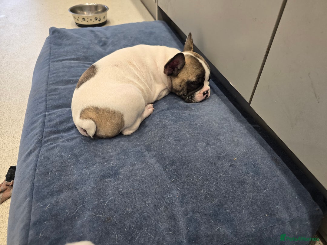 French Bulldog dogs for sale: Adorable Frenchie Puppies Seeking Forever Homes - Image 25