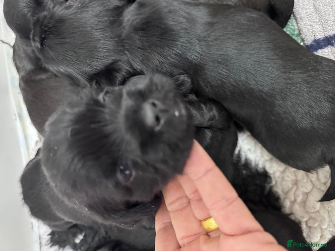 Mixed Breed dogs for sale: Schweenies  - Advert 5