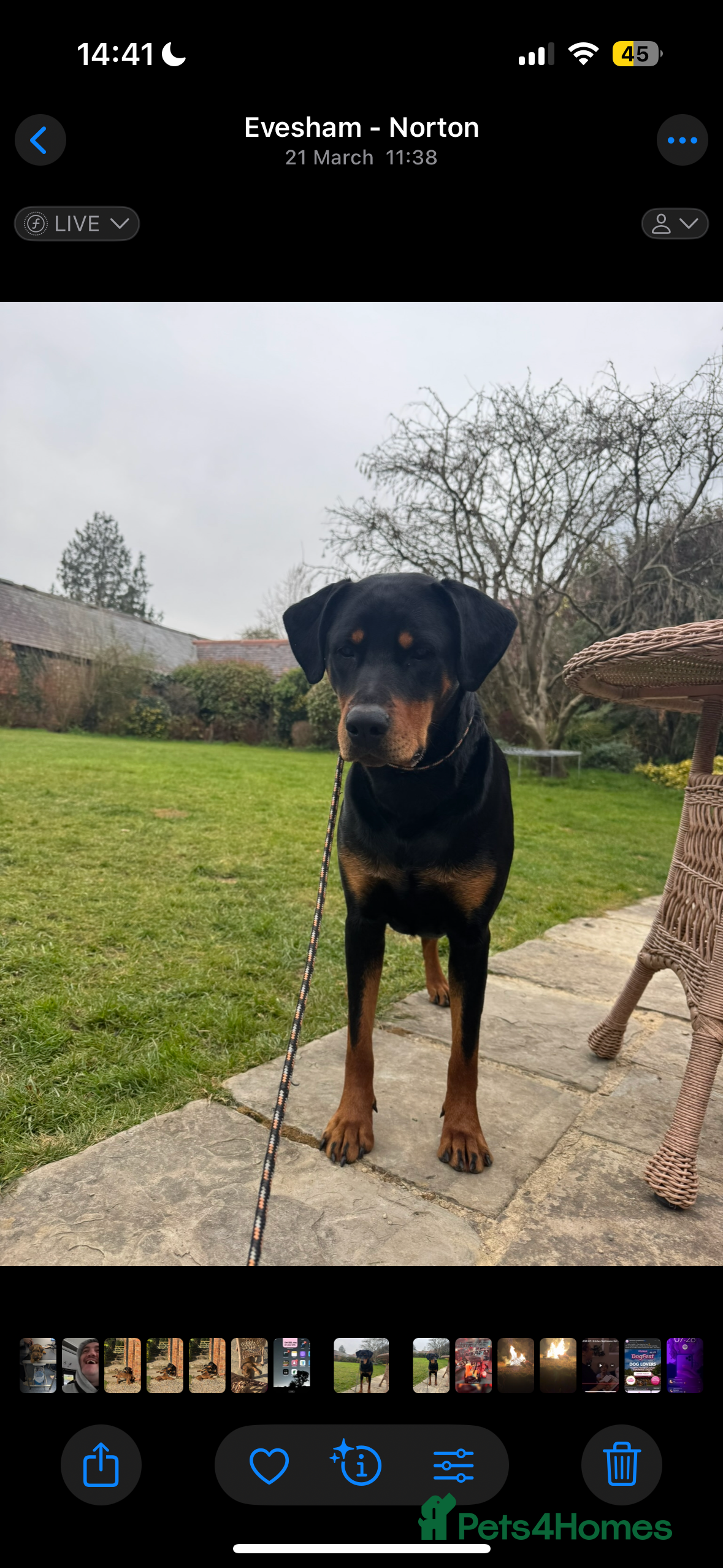 Dobermann dogs Doberman pups due march 2026 - Advert 2