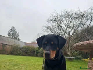 Dobermann dogs Doberman pups due march 2026 - Advert 3