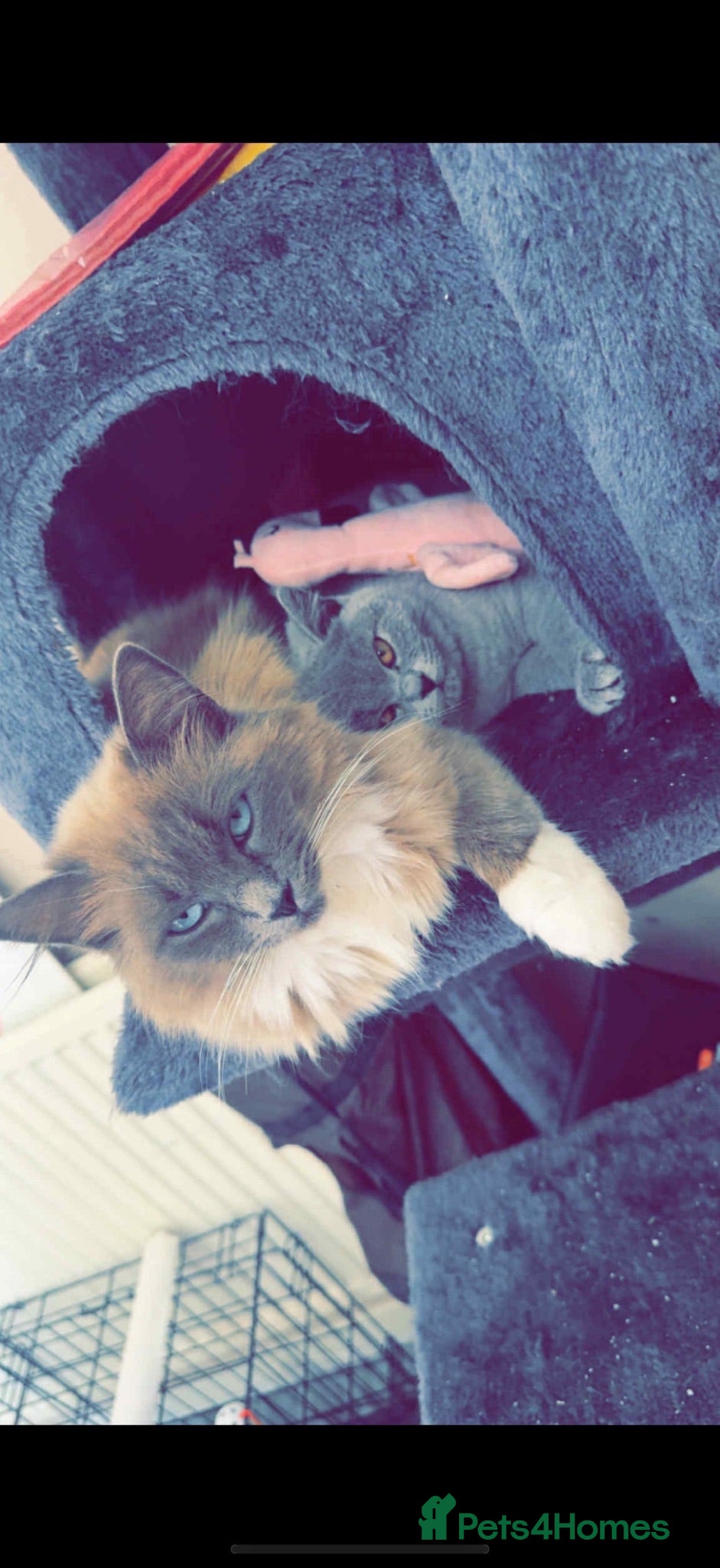 Mixed Breed cats Ragdolls mixed  - Advert 10