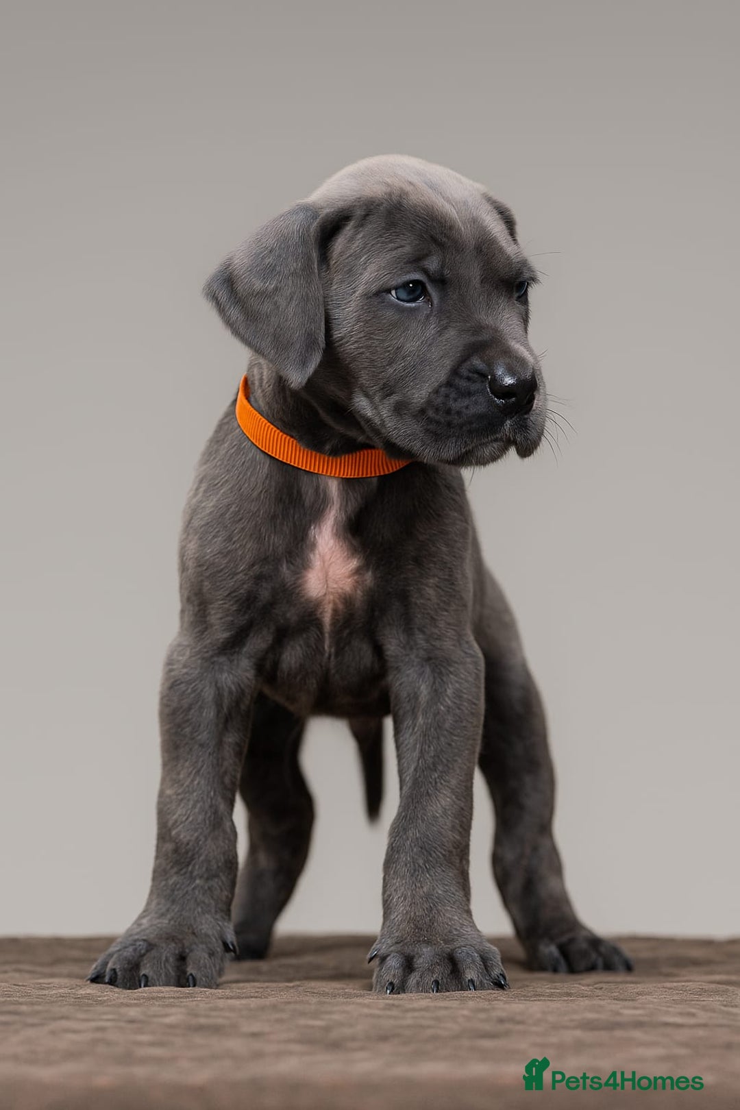 Cane Corso dogs for sale: Russian/Romanian cane corso pups Available  - Advert 2