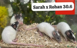 Rat rodents for sale: Baby and young rats ready now. Sheffield - Image 28