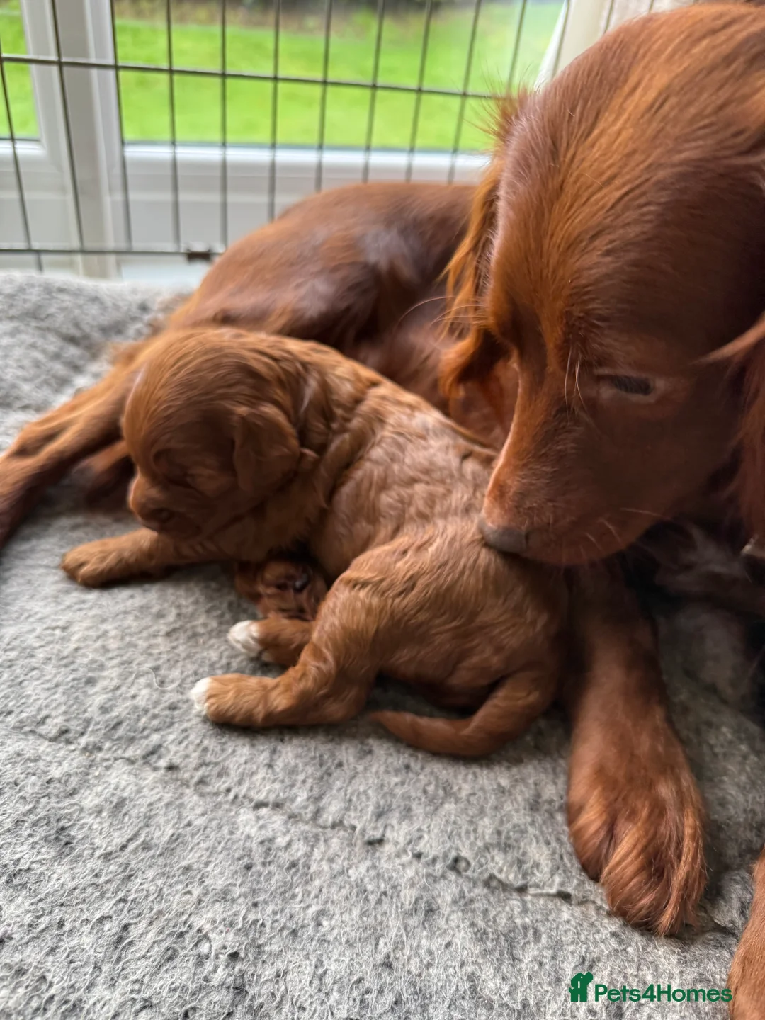 Cockapoo dogs for sale: Female Cockerpoo  - Advert 6