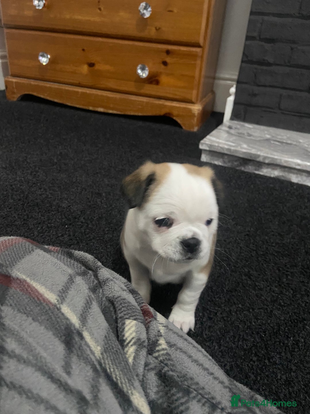 Chug dogs for sale: Stunning boy and girl Chug ready on February 7th - Advert 8