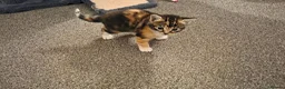 Mixed Breed cats for sale: 3 beautiful kittens  - Advert 15