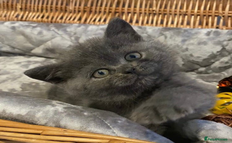 British Shorthair cats - Advert 3