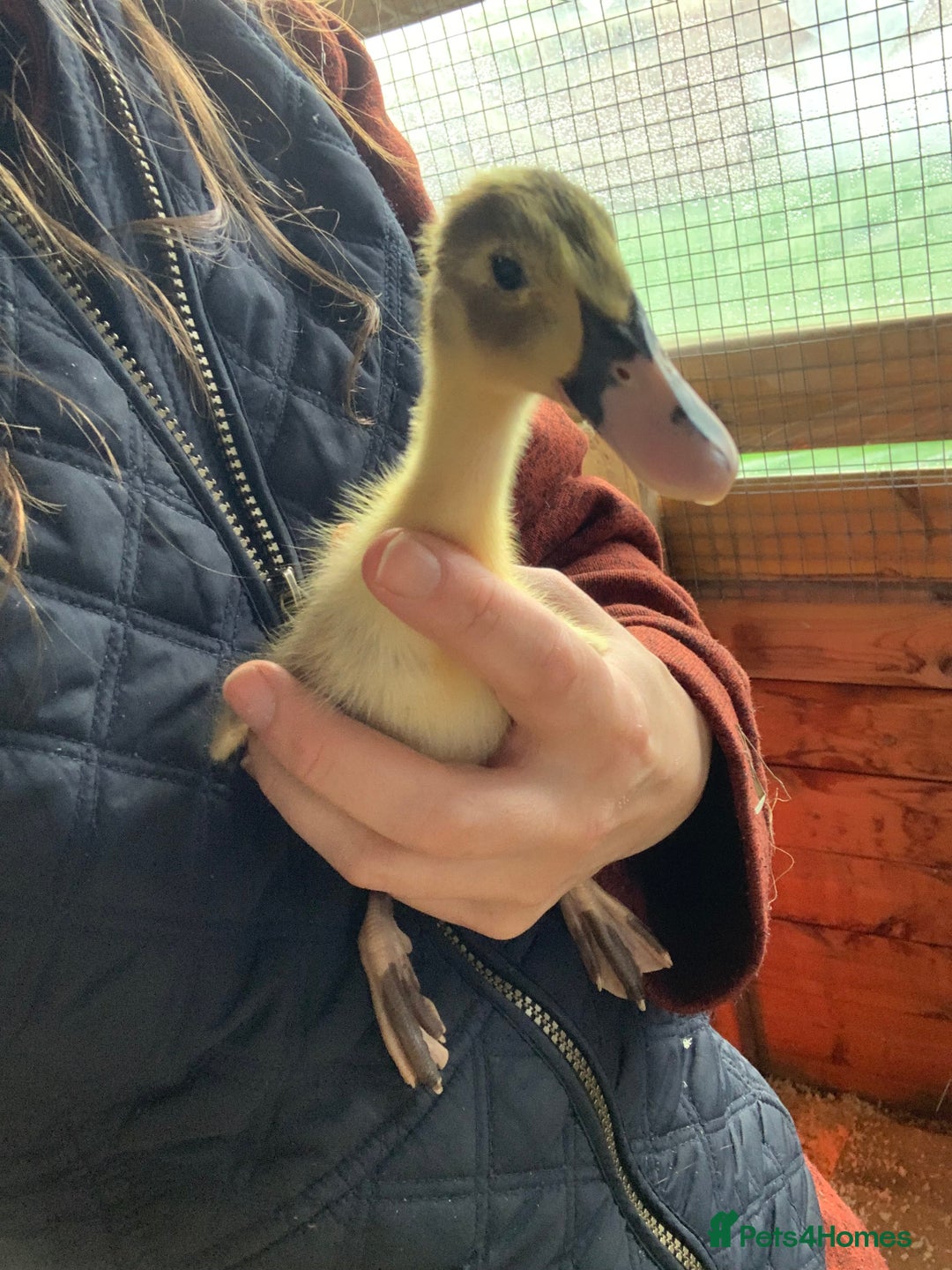 Ducks poultry for sale: Runner Ducks - Advert 5