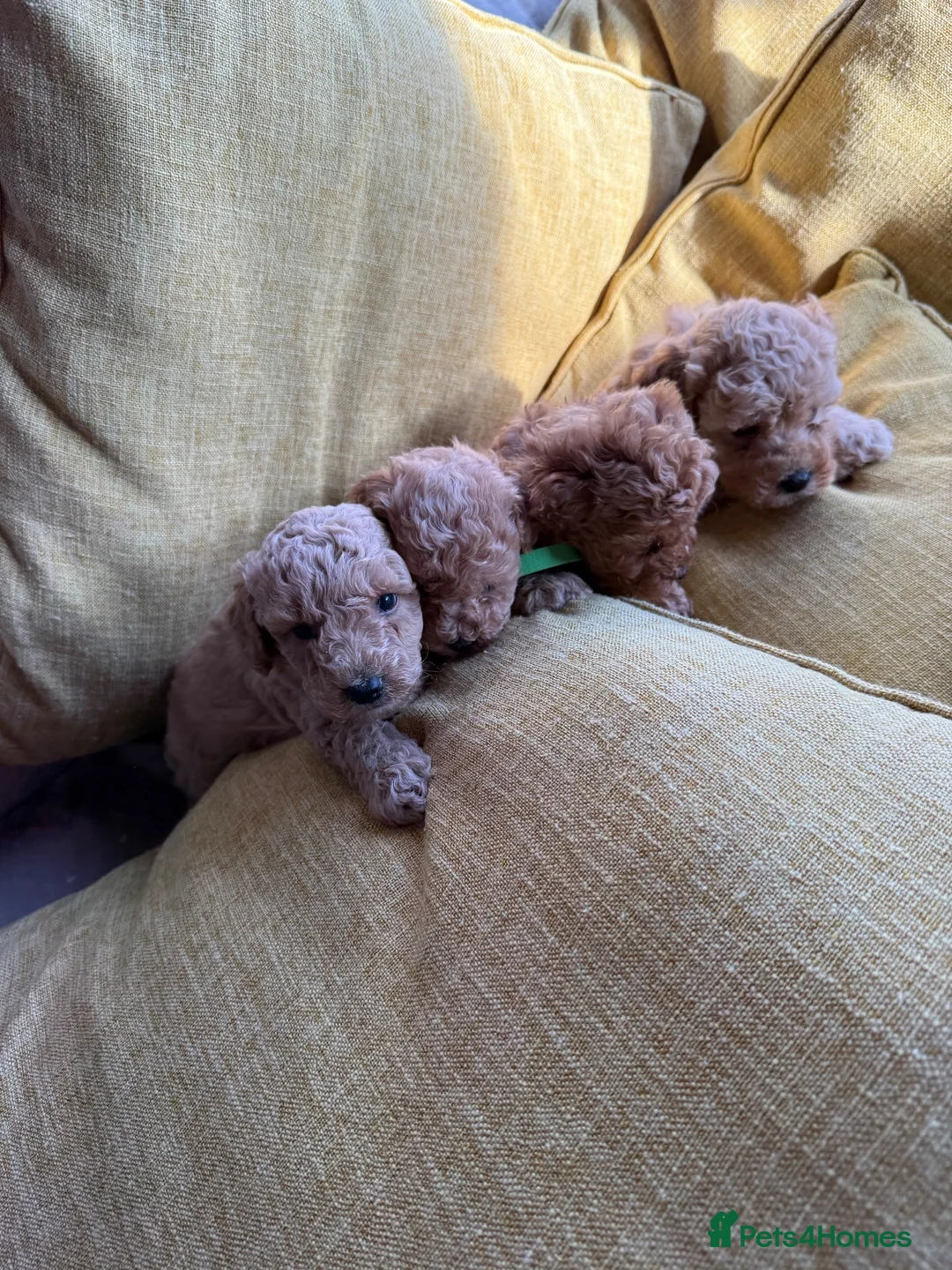 Toy Poodle dogs for sale: Toy poodle - Advert 23