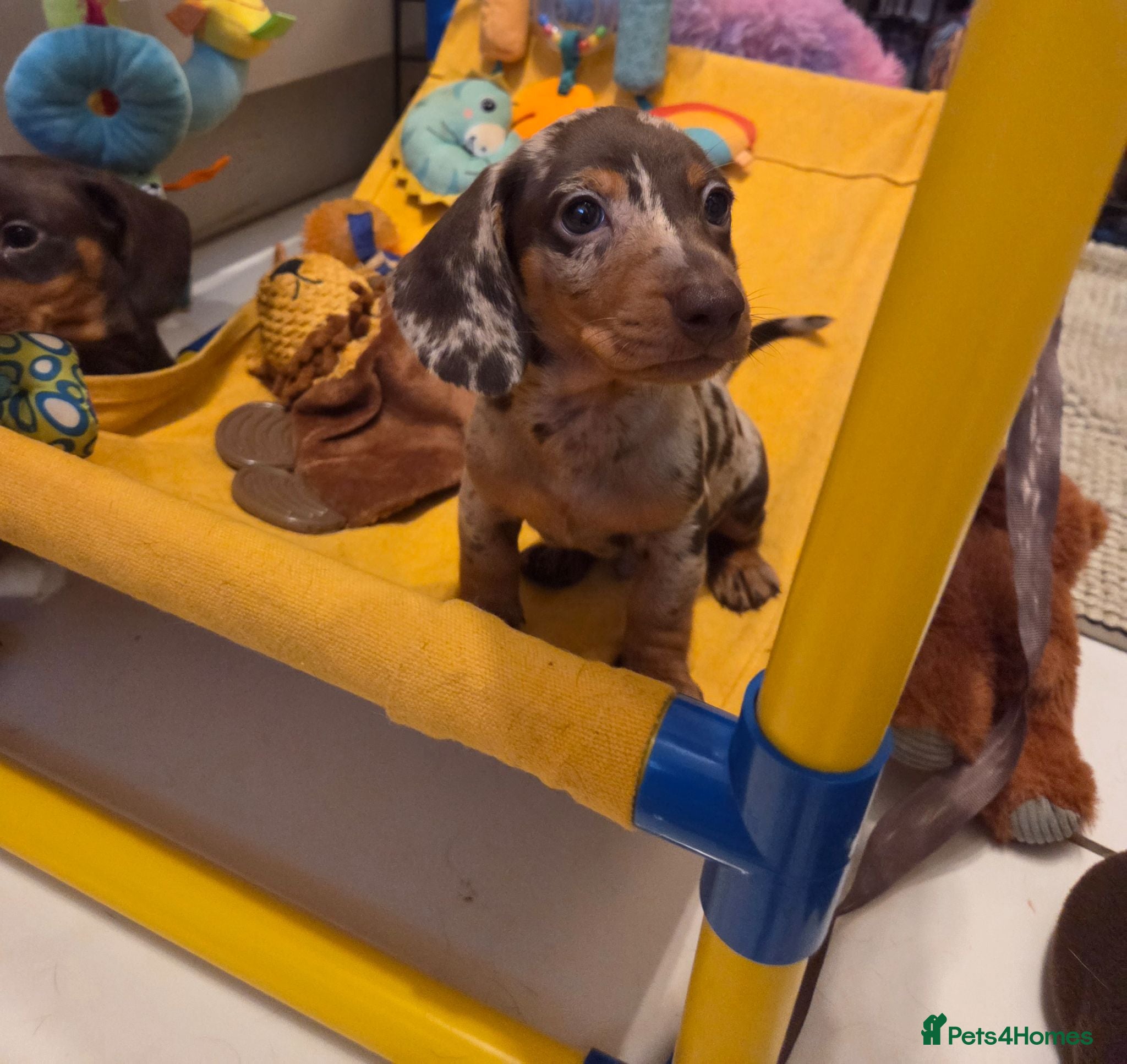 Miniature Dachshund dogs Miniature Dachshund - Advert 17
