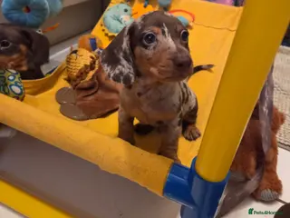 Miniature Dachshund dogs Miniature Dachshund - Advert 17