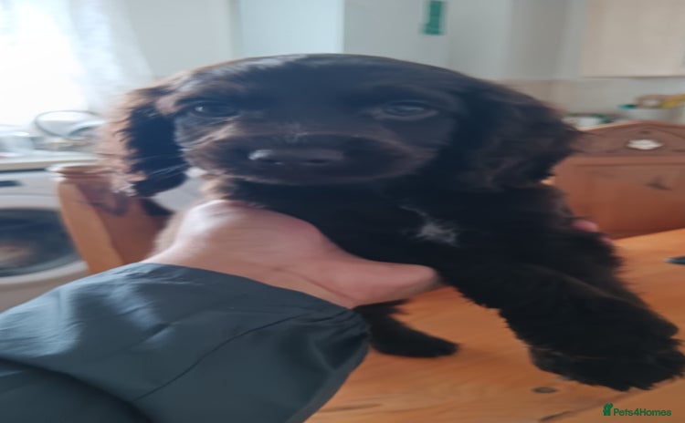 Cocker Spaniel dogs - Advert 1
