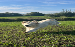Golden Retriever dogs for stud: Handsome k.c Registered Golden retriever For Stud  in Knottingley - Image 10