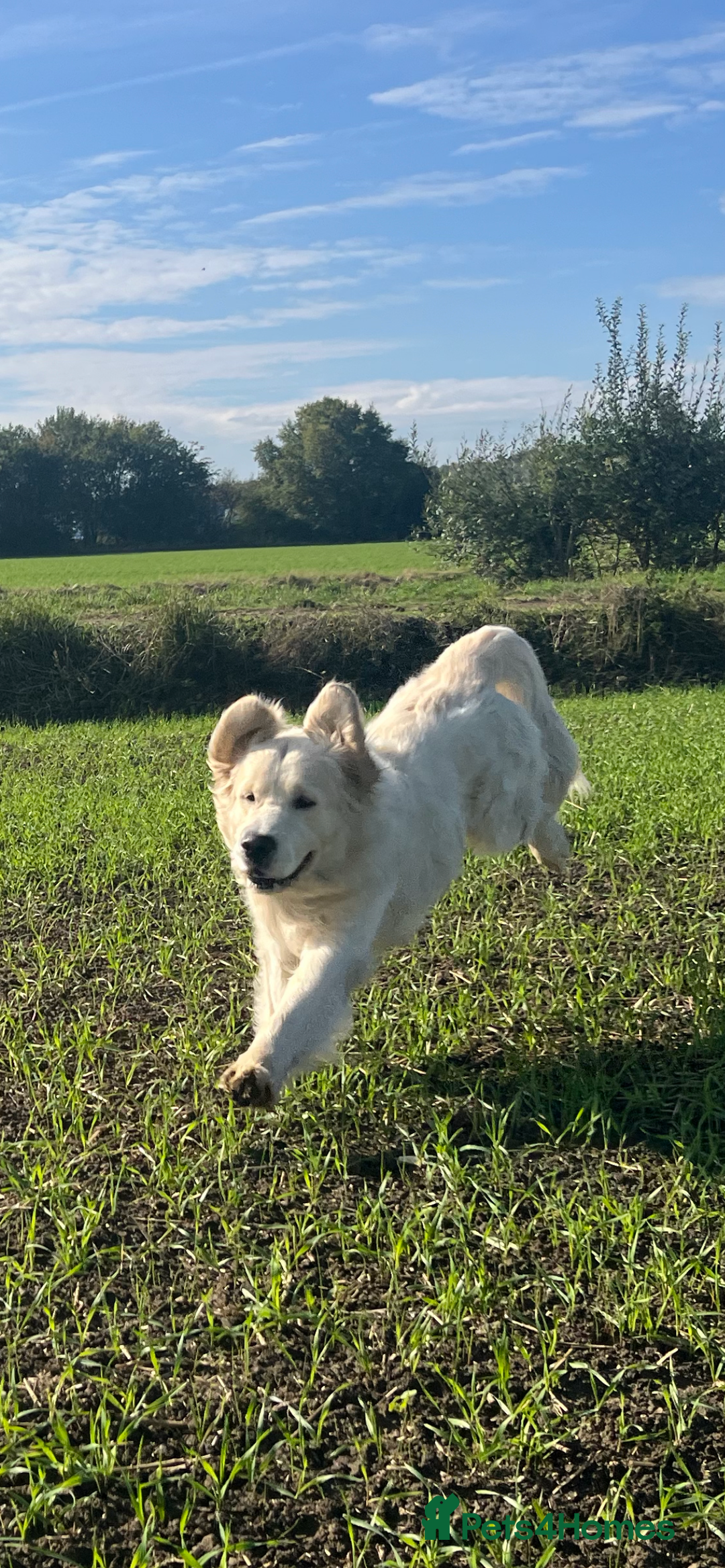 Golden Retriever dogs for stud: Handsome k.c Registered Golden retriever For Stud  in Knottingley - Image 10