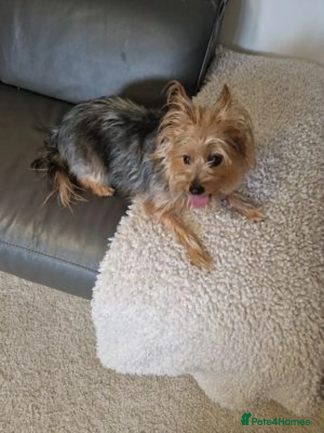 Yorkshire Terrier dogs for sale: male yorkshire terrier needs a new and loving home in Wolverhampton - Advert 2