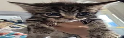 Mixed Breed cats for sale: Kittens  in Wolverhampton - Advert 2