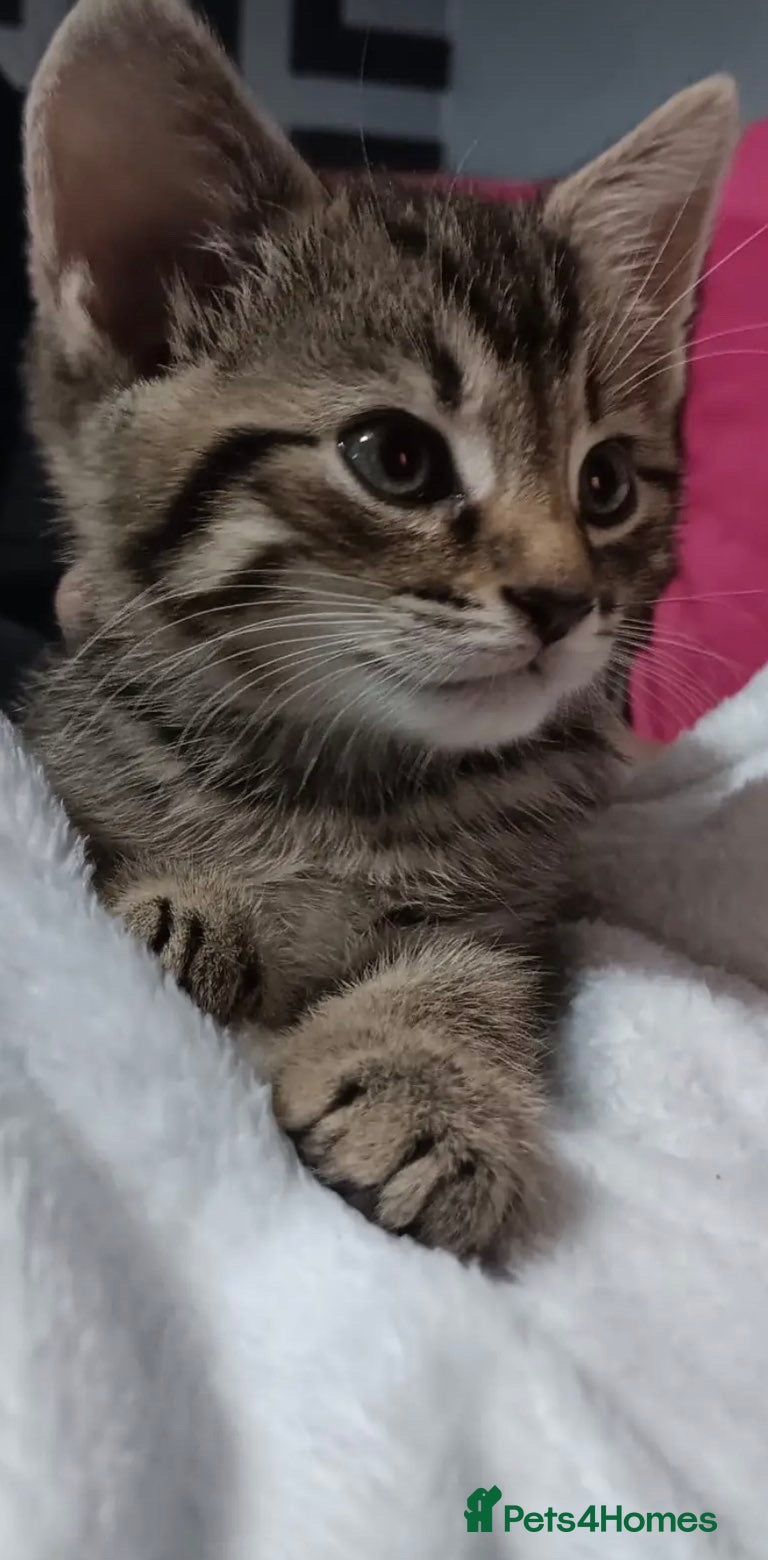 Mixed Breed cats 1 year old half maincoon and half tabby  - Advert 1