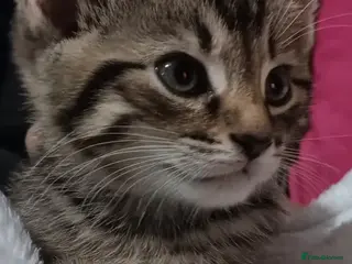 Mixed Breed cats 1 year old half maincoon and half tabby - Advert 1