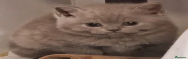 British Shorthair Kitten 1