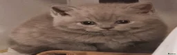 British Shorthair cats for sale: Gorgeous GCCF reg British Shorthair kittens  - Advert 9