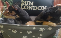Chihuahua dogs for sale: Adorable Loving hand reared ready now Chihuahuas - Image 2