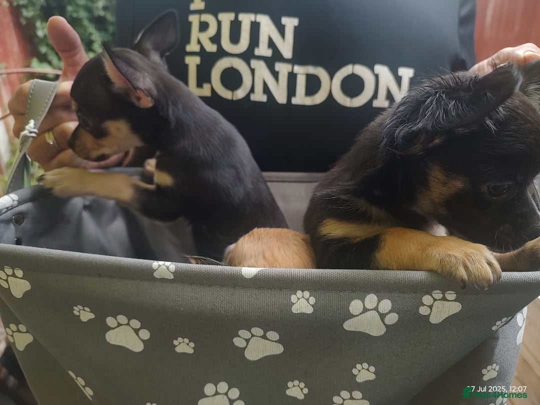 Chihuahua dogs for sale: Adorable Loving hand reared ready now Chihuahuas - Image 2