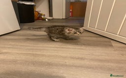 British Shorthair cats for sale: Sliver tipped British shorthair kitten - Image 1