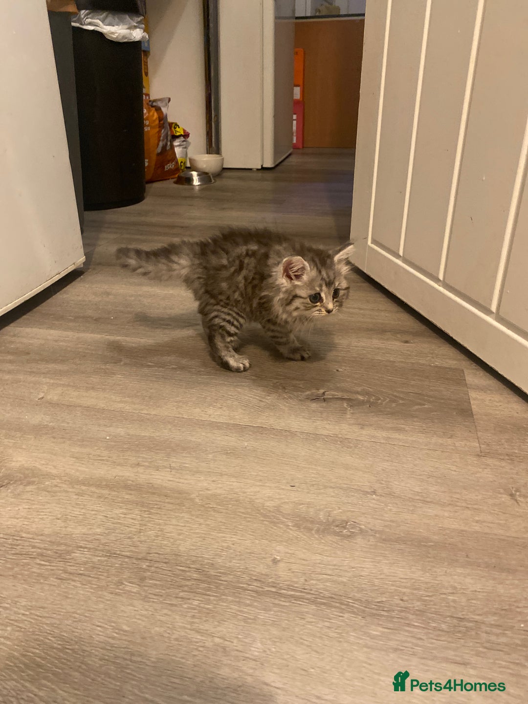 British Shorthair cats for sale: Sliver tipped British shorthair kitten - Image 1