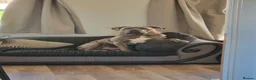 Cane Corso dogs for stud: Male corso loki in Newton Abbot - Advert 3