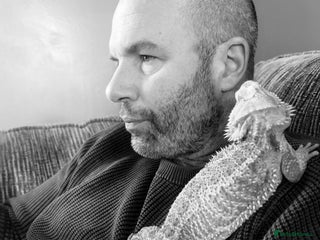 Bearded Dragon reptiles - Advert 3