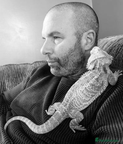 Bearded Dragon reptiles - Advert 1