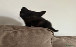 British Shorthair cats for sale: Black girl kitten  - Advert 4