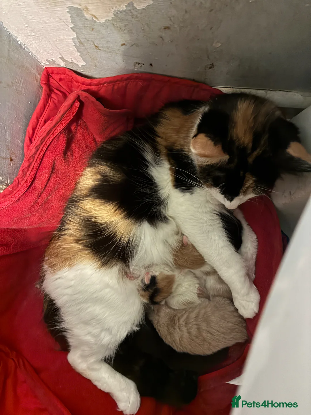 Mixed Breed cats for sale: Mixed litter  - Advert 9