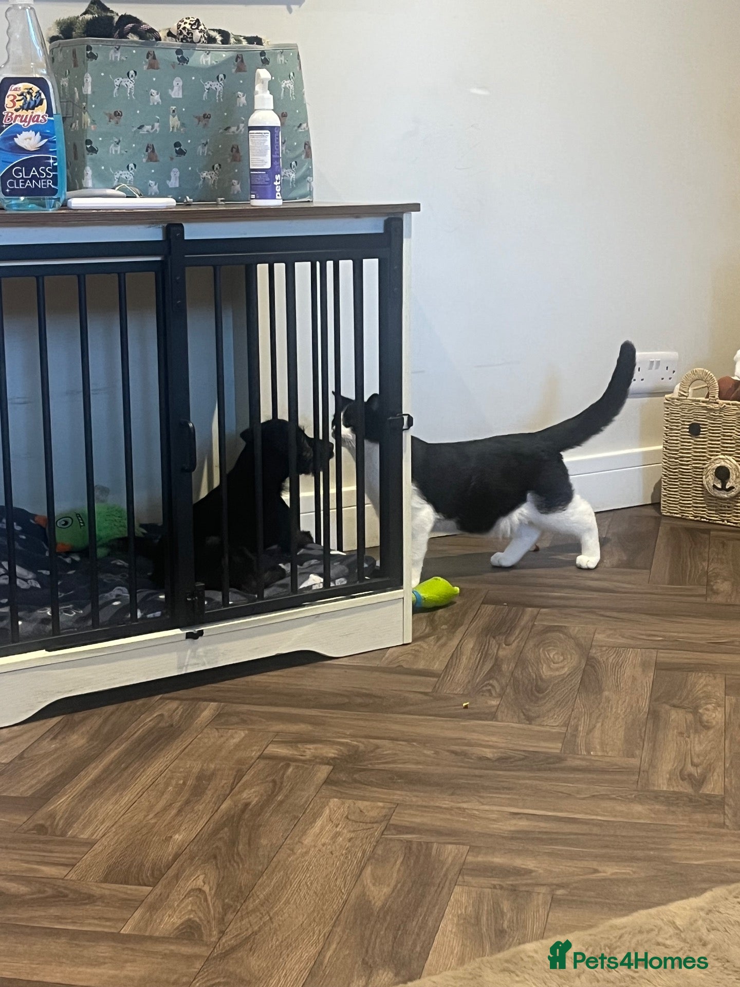 Mixed Breed cats 2 gorgeous boys  - Advert 5