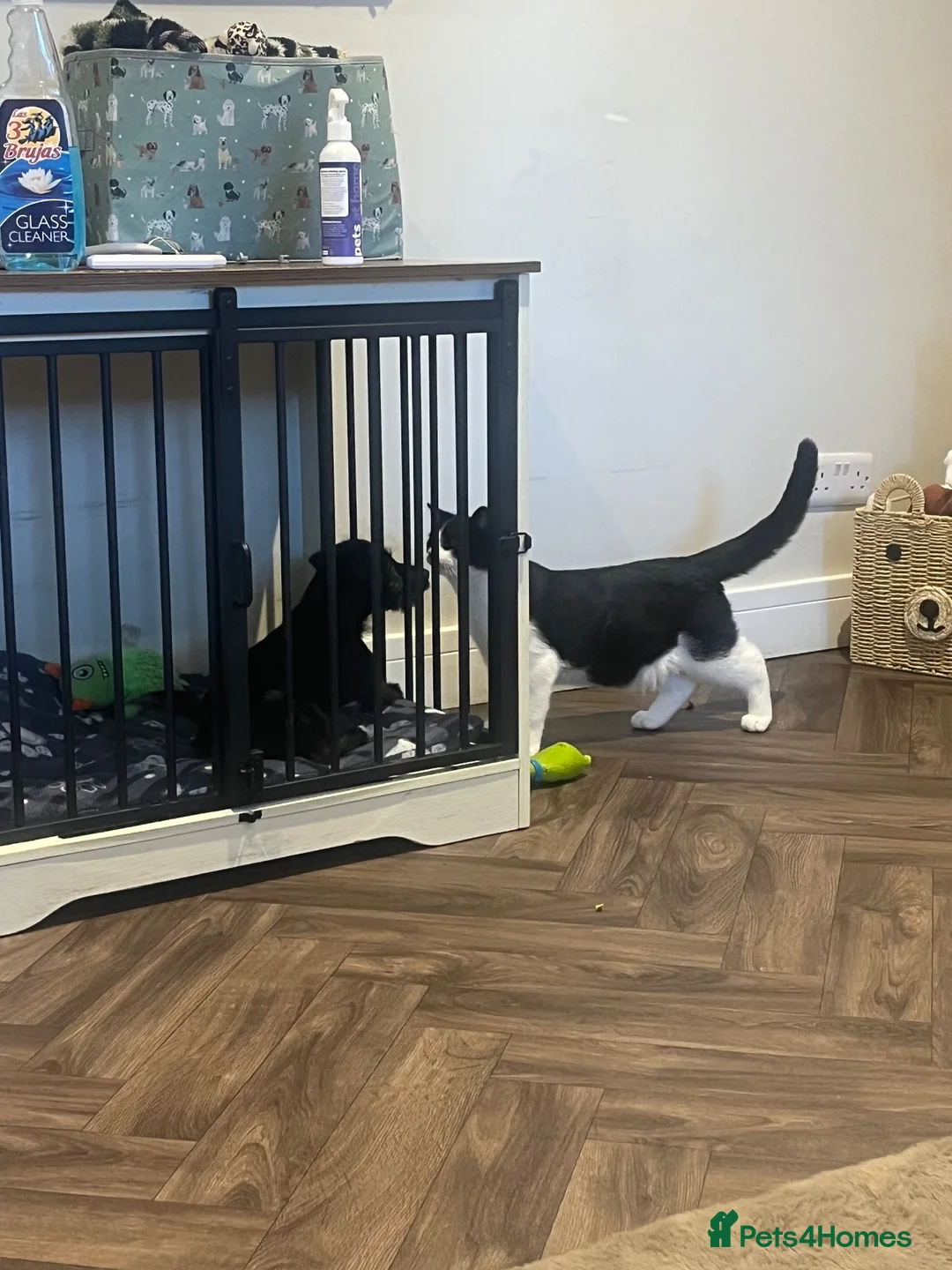 Mixed Breed cats for sale: 2 gorgeous boys  - Advert 1