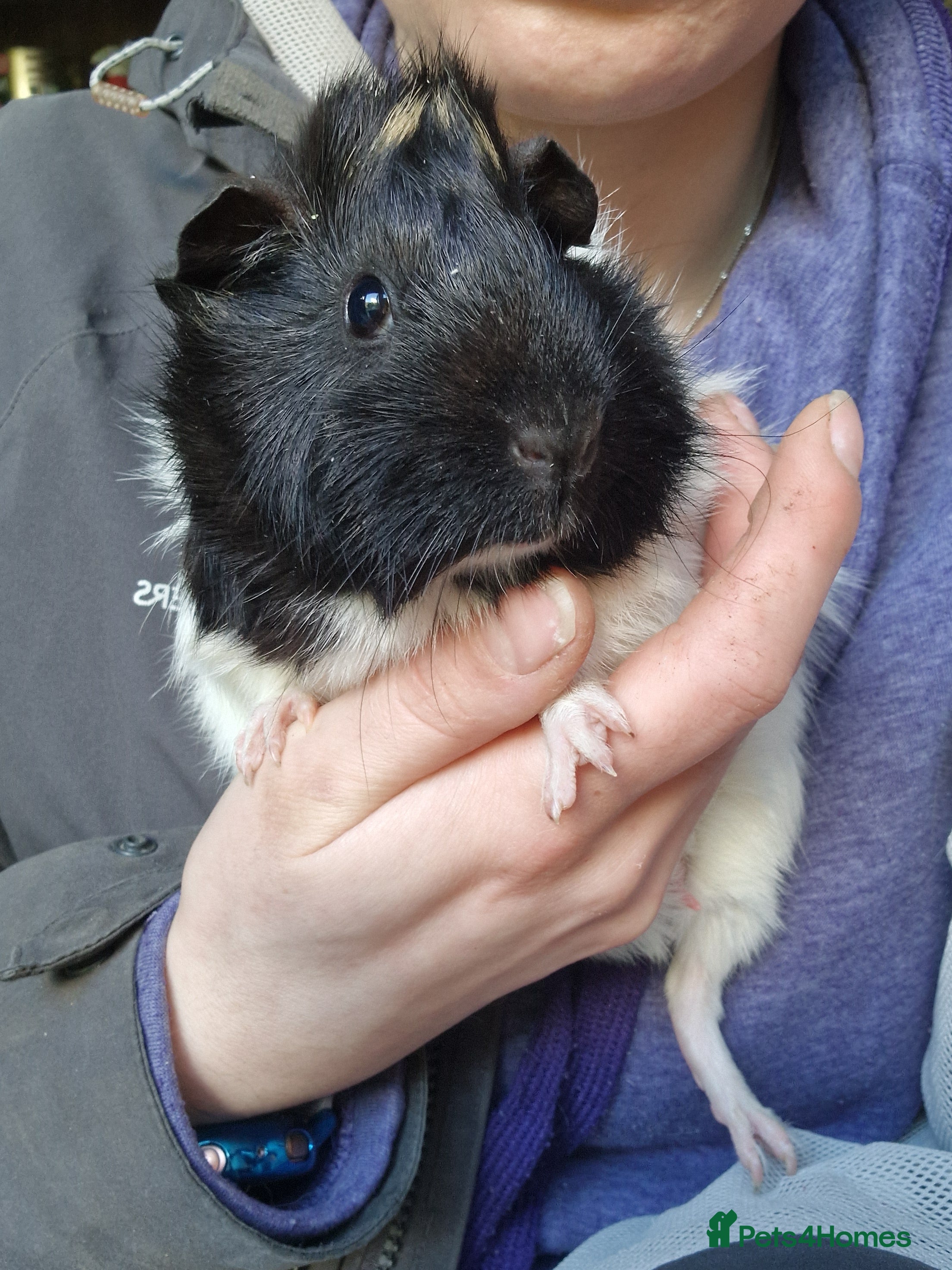 Guinea Pig rodents Abbymixs female/wont be ready till 29th march 26 - Advert 10