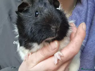 Guinea Pig rodents Abbymixs female/wont be ready till 29th march 26 - Advert 10