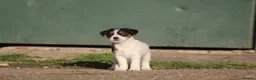 Jack Russell dogs for sale: Jack Russell Puppies for sale - Advert 9