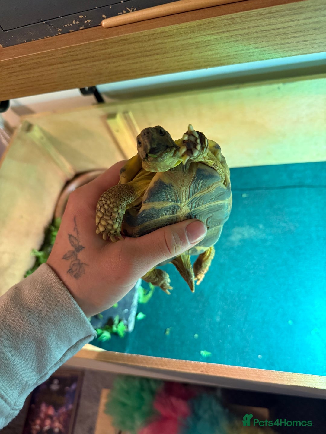 Tortoise reptiles for sale: Russian / Horsfield tortoise - Advert 2