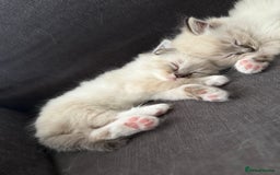 Ragdoll cats for sale: 7 beautiful seal/lynx point ragdoll kittens - Image 12