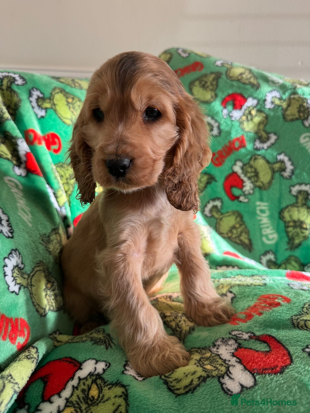 Cocker Spaniel dogs for sale: Show type boys   - Advert 14